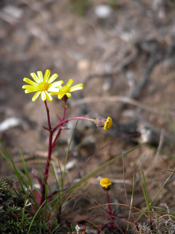 Senecio leucanthemifolius / Senecione costiero